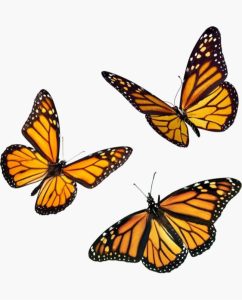 Monarch-butterfly-tattoo-and-designs